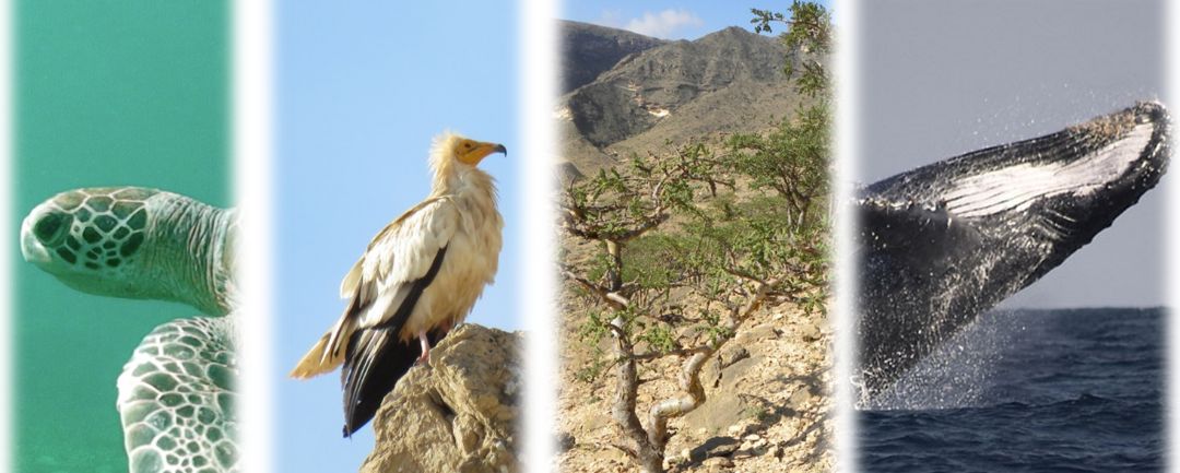Conference – Biodiversity in Oman: Brief overview